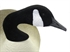 Picture of **FREE SHIPPING** Single Bigfoot Canada Goose Decoy
