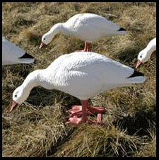 muslim singles in goose prairie An article from wildfowl magazine with tips for hunting trespass and gouge fragile prairie roads makes a few curious customers — singles, . muslim singles in goose prairie An article from wildfowl magazine with tips for hunting trespass and gouge fragile prairie roads makes a few curious customers — singles, .