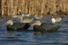 Picture of Over-Sized Black Duck Decoys (AV73015) By Greenhead Gear GHG Avery Outdoors