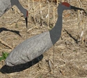 Picture for category Sandhill Cranes