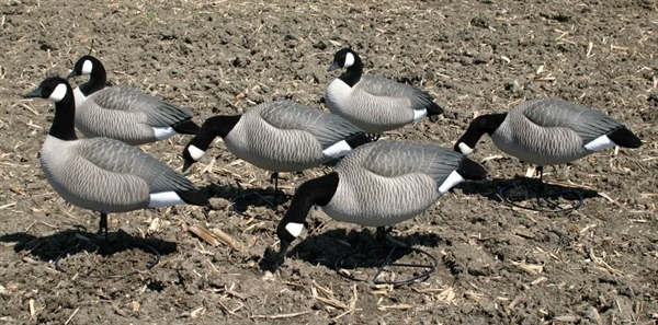 Prairiewind Decoys. X-Treme Painted Lesser Canada Goose Decoys