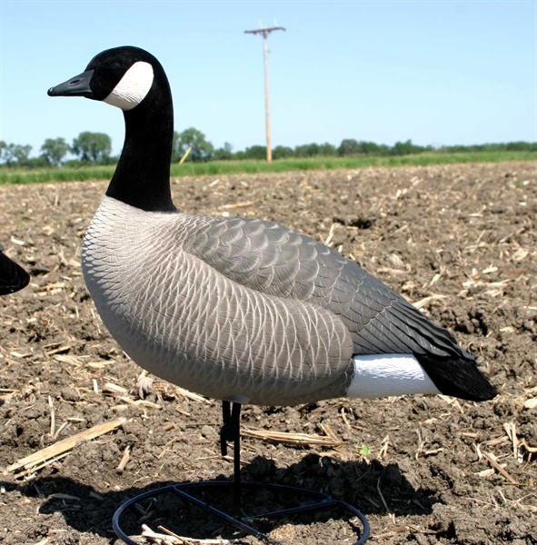 Prairiewind Decoys. XTreme Painted Lesser Canada Goose Decoys