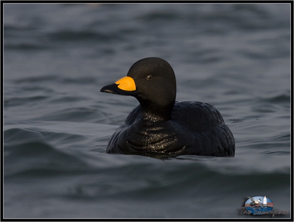 GHG Pro Grade Foam Filled Surf Scoters 