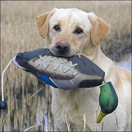bird dog hunting supplies