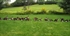 Picture of Greater Canada Goose Silhouette Decoys by Big Al's Decoys