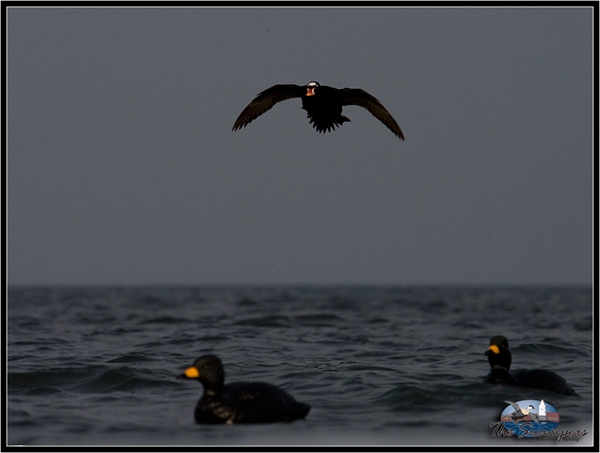 Goose Decoys For Sale >> Prairiewind Decoys. Commercial Grade Surf Scoters(74023 ... Goose Decoys For Sale >> Prairiewind Decoys. Commercial Grade Surf Scoters(74023 ...
