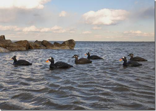AVERY GREENHEAD GEAR GHG COMMERCIAL GRADE SURF SCOTER SEA DUCK DECOYS