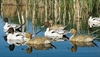 Picture of **FREE SHIPPING** X-treme Pintail Floater Duck Decoys 12pk  (DAK13150) by Dakota Decoys