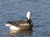 Picture of **SPRING SALE**  Blue Upright Floating Goose Decoys (DAK12140) 6 pack by Dakota Decoys