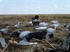 Picture of **SALE**  Snow Goose Sleeper Decoys by Sillosocks Decoys