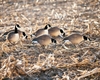 Picture of Fully Flocked Lesser Canada Goose Decoys Starter 6pack (FA474176) By Final Approach Decoys FA Brand
