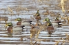 Picture of MALLARD SPECIAL BUY 4 Pack - FLOATING DUCK DECOYS  (FA475005P) by Final Approach