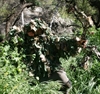 Picture of Ghillie Pants in Winter Wheat Green by RS