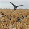 Picture of  Canada Goose Power Flag (AV71530) by Avery Outdoors Greenhead GHG