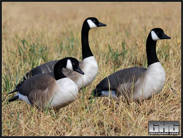 greenhead gear ffd elite series full body canada goose decoys