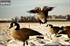 Picture of **FREE SHIPPING** FFD Elite Full Body Honker Feeder 6 pk with  Bag (AV71575) by Greenhead Gear GHG Avery Outdoors