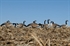 Picture of **FREE SHIPPING** FFD Elite Full Body Honker Feeder 6 pk with  Bag (AV71575) by Greenhead Gear GHG Avery Outdoors