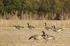 Picture of **FREE SHIPPING** FFD Elite Full Body Honker Feeder 6 pk with  Bag (AV71575) by Greenhead Gear GHG Avery Outdoors