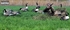 Picture of **FREE SHIPPING** FFD Elite Full Body Honker Feeder 6 pk with  Bag (AV71575) by Greenhead Gear GHG Avery Outdoors