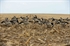 Picture of **FREE SHIPPING** FFD Elite Full Body Honker Feeder 6 pk with  Bag (AV71575) by Greenhead Gear GHG Avery Outdoors
