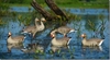 Picture of **FREE SHIPPING** Pro-Grade Specklebelly Floating Goose Decoys Active 4pk by Greenhead Gear