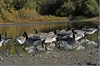 Picture of *FREE SHIPPING* Pro-Grade Honker 3D Silhouette Canada Goose Decoys by Greenhead Gear