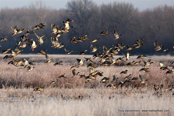 Goose Decoys For Sale >> Prairiewind Decoys. So God Made a Hunter Hoodie by Habitat ... Goose Decoys For Sale >> Prairiewind Decoys. So God Made a Hunter Hoodie by Habitat ...