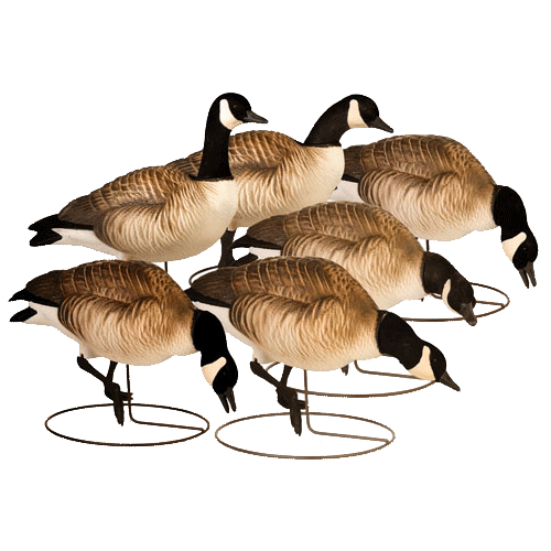 Prairiewind Decoys. Fully Flocked Lesser Canada Goose Decoys Starter