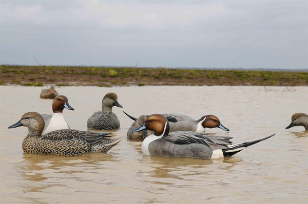 NEW AVERY GREENHEAD GEAR GHG PRO GRADE MARSH PACK PINTAIL WIGEON DUCK DECOYS