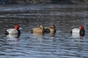 Picture of **FREE SHIPPING** Pro-Grade Redhead Sleeper Duck Decoys 6 pk. (AV73196) by Greenhead Gear GHG Avery Outdoors