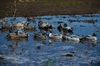 Picture of **FREE SHIPPING** Pro-Grade Marsh Pack Duck Decoy 6 pack (AV73193) by Greenhead Gear GHG Avery Outdoors