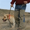 Picture of  Standard Dog Leashes By Avery Outdoors Greenhead Gear GHG
