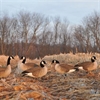 Picture of **FREE SHIPPING** Tim Newbold FFD Lesser Canada Goose Decoys - Active 6pk w/bag AV72305 by Greenhead Gear GHG Avery Outdoors