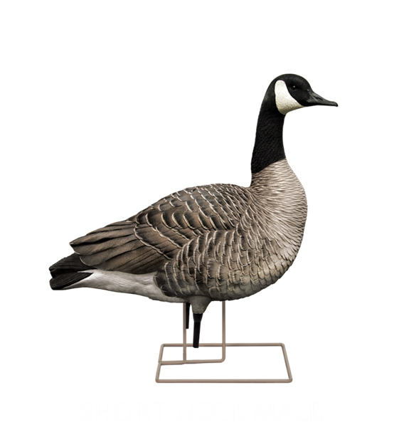 Prairiewind Decoys. AXF FLOCKED Sentry Canada Goose Decoys by AvianX