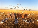 Picture of 24 Bird Flyright