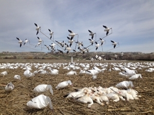 Picture of FlyRight Flying Decoy Machines  by Pacific Wings
