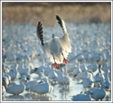Picture for category **SNOW GOOSE SALE**