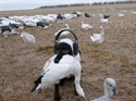 Picture for category SNOW GOOSE DOG