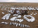 Picture for category Snow Goose Decoys