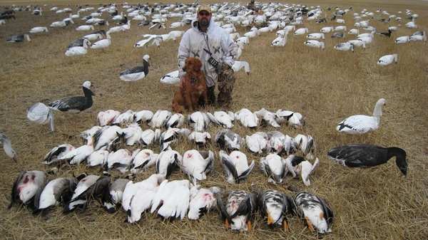snow goose sounds snow goose sounds