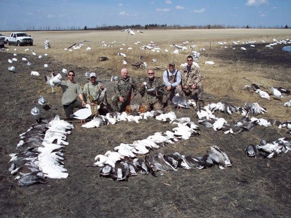 snow goose sounds snow goose sounds