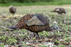 Picture of **SALE** LCD Feeder Turkey Hen Decoy by Avian-X Decoys