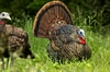 Picture of LCD Strutter Turkey Decoy (AVX8004) by Avian X Decoys