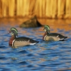 Picture of Life Size Wood Duck Decoys (AV73035) by Greenhead Gear GHG Avery Outdoors
