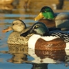 Picture of **SALE** Over-Sized Shoveler Duck Decoys (AV73010)  by Greenhead Gear GHG Avery Outdoors