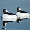 Picture of **FREE SHIPPING** Over-Sized Bufflehead Duck Decoys (AV71048) by Greenhead Gear GHG Avery Outdoors