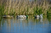Picture of  **FREE SHIPPING** Pro-Grade Mallard Feeder 6 Pack Combo AV73192 by Greenhead Gear GHG Avery Outdoors