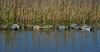 Picture of *FREE SHIPPING* Pro-Grade Surface Feeder Combo 12 Pack by Greenhead Gear GHG Avery Outdoors