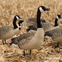 Picture for category Honker Decoys