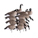Picture for category Lesser Canadas